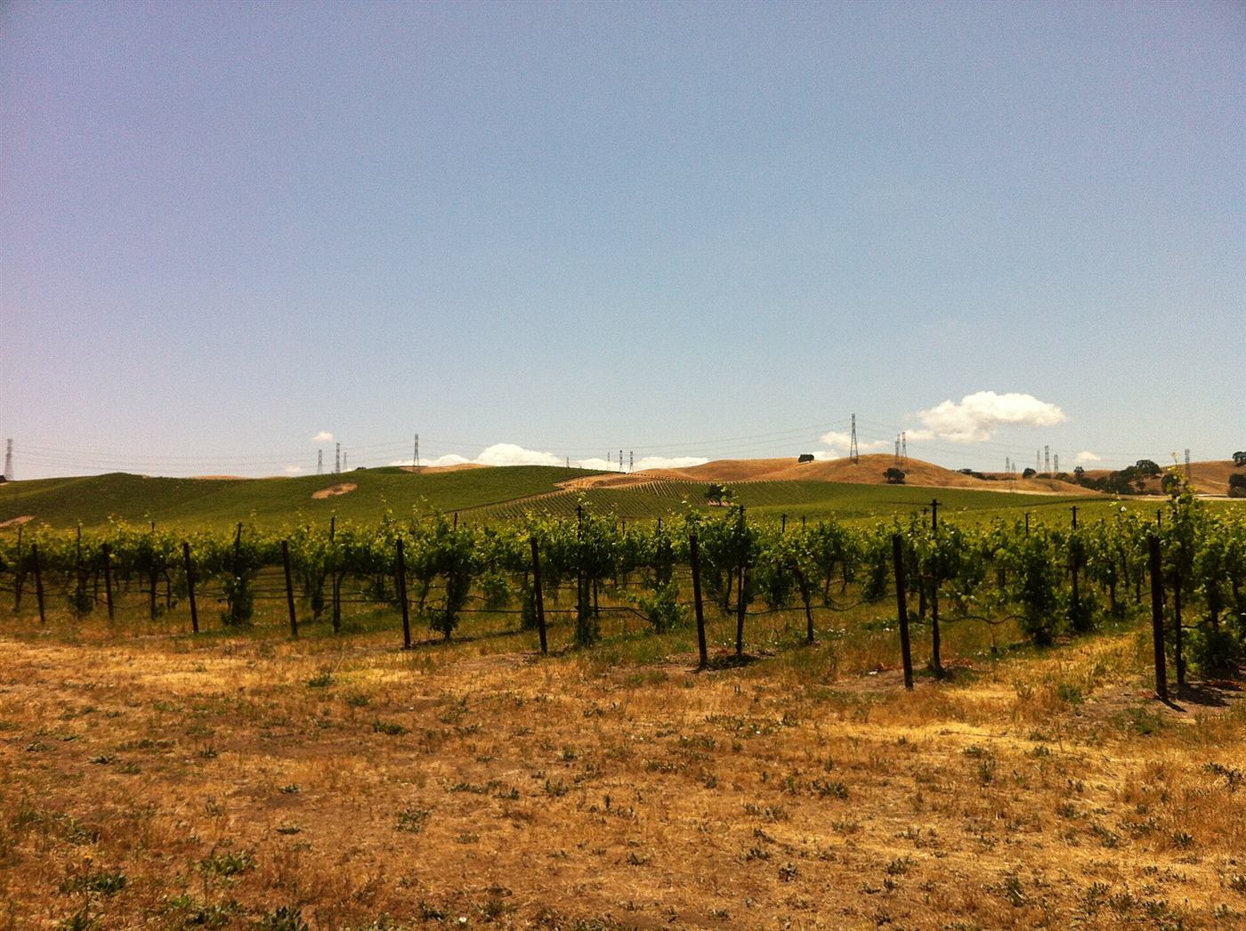 Vineyard in the Livermore Valley